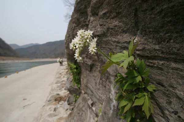 돌단풍