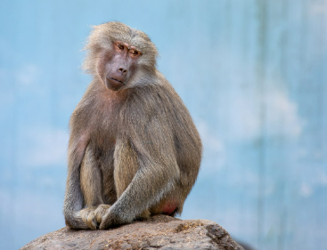 2025년 5월 원숭이띠 운세