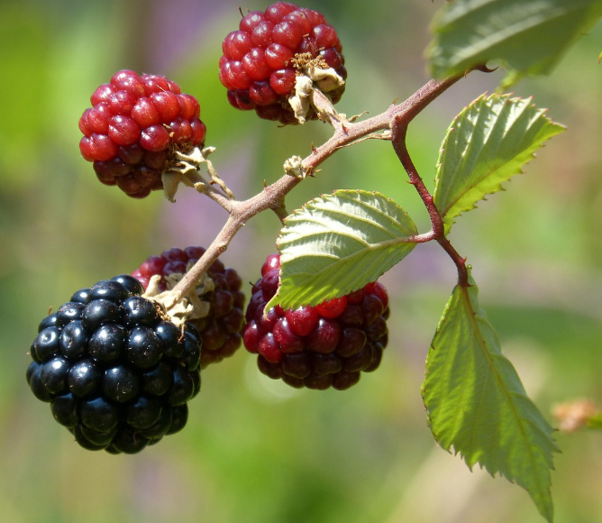 블랙베리의 모습