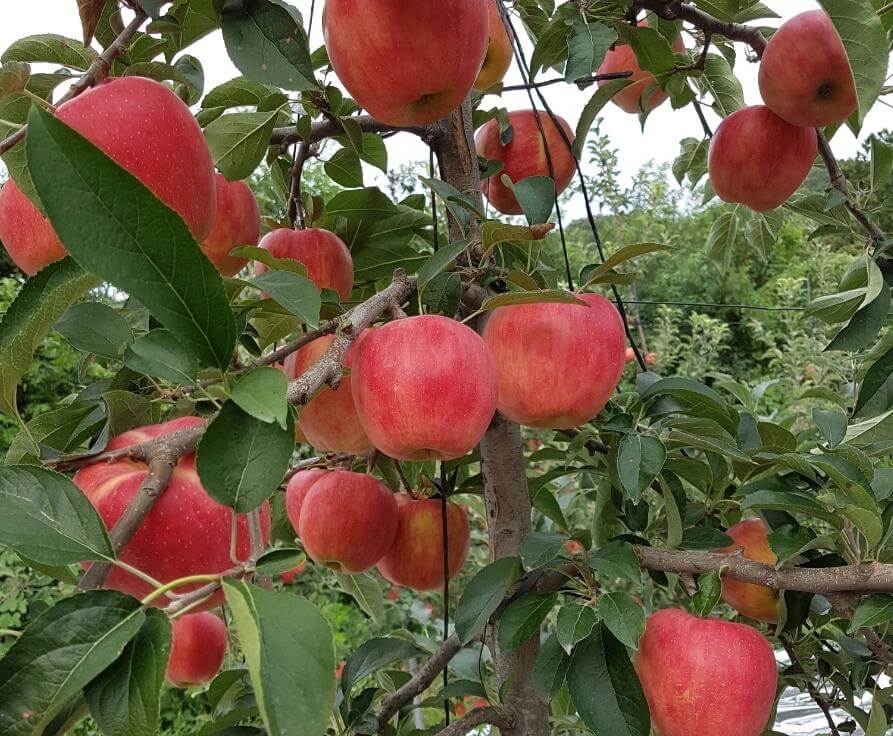 6시내고향 예산 사과