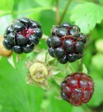 복분자 효능 부작용 고르는법 먹는법