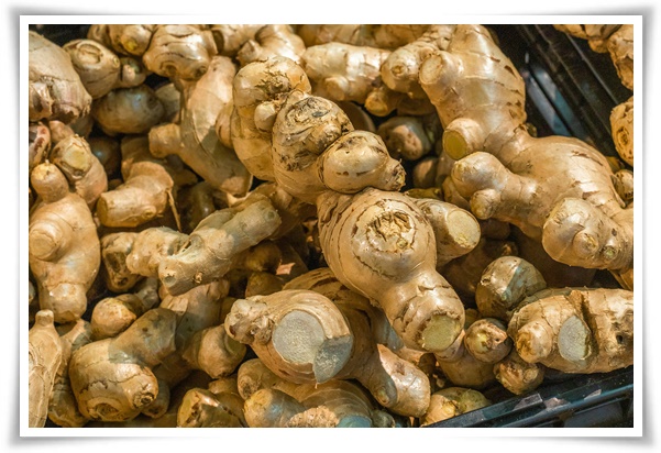 &quot;생강 심기&quot; 텃밭의 보물, 4월 ~ 5월 초 생강 심기로 건강과 맛을 동시에!