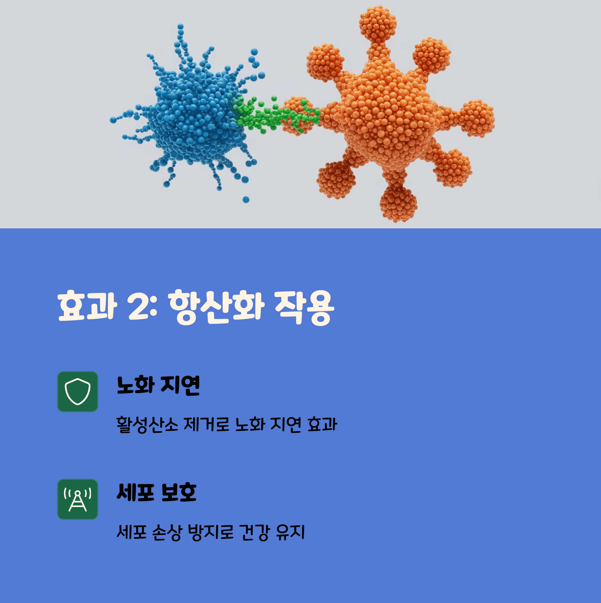 파로효소 효능