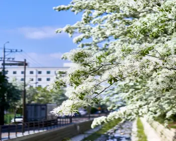 전주 이팝나무 철길_1