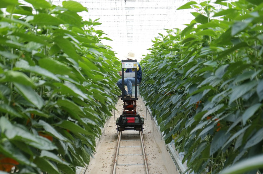 IoT 기술을 활용한 스마트 농업