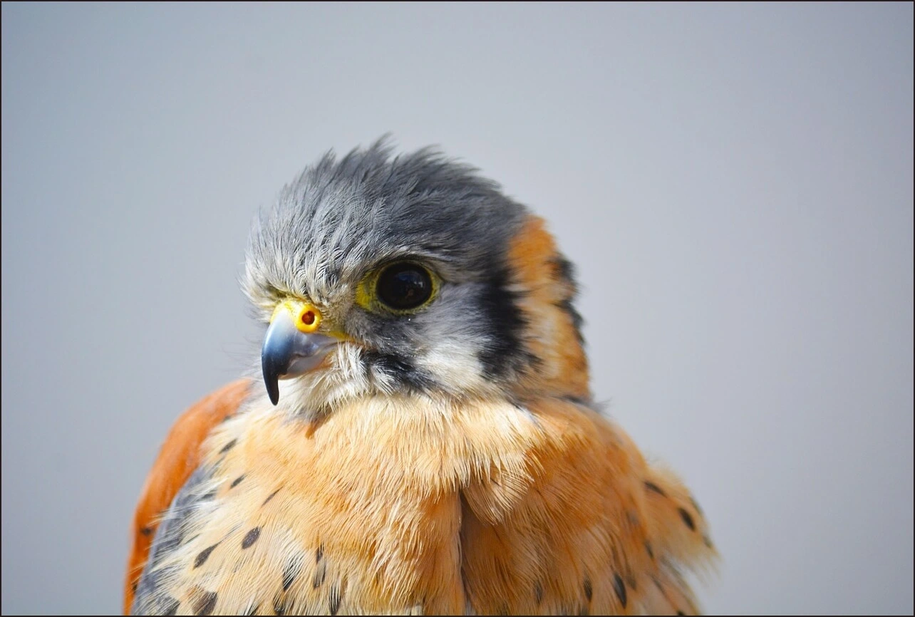 가족관계증명서 상세