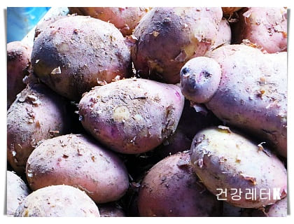 고구마 15