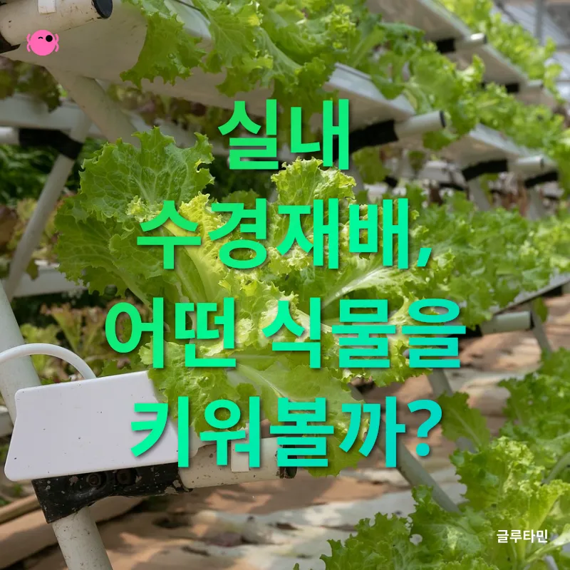 실내 수경재배 온실_3
