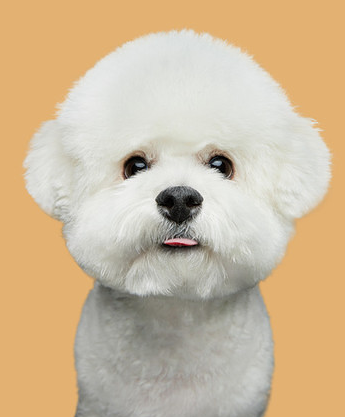비숑 사진2