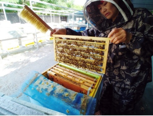 생생정보 나나랜드 경북 영천 꿀벌 부부 실버 로얄제리 산골 양봉원 주문방법