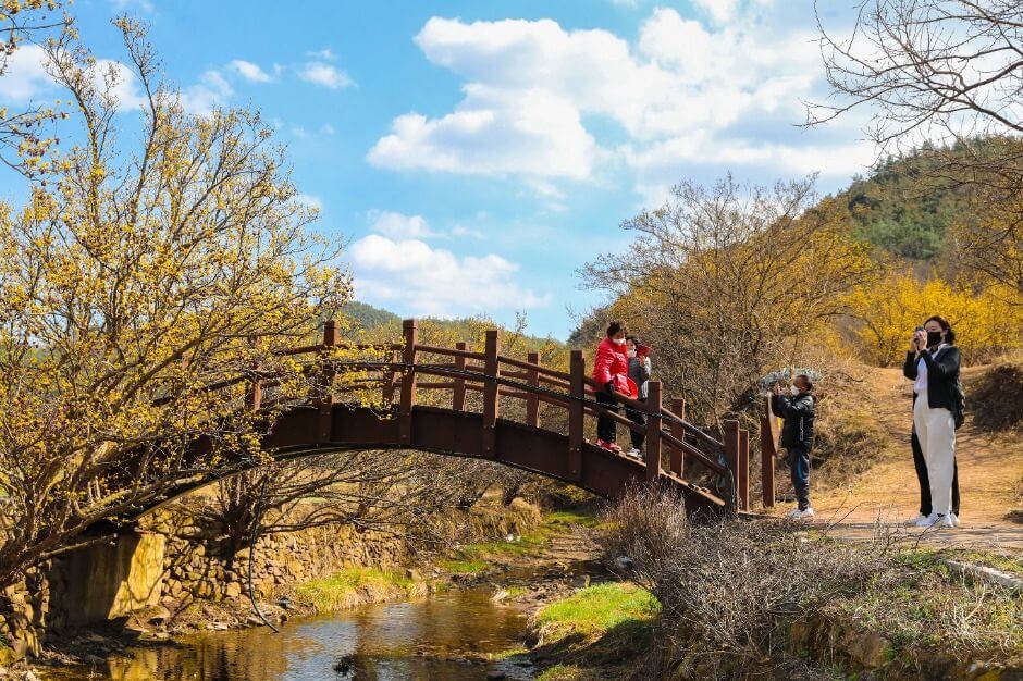 산수유마을꽃맞이행사 2026 완벽 가이드