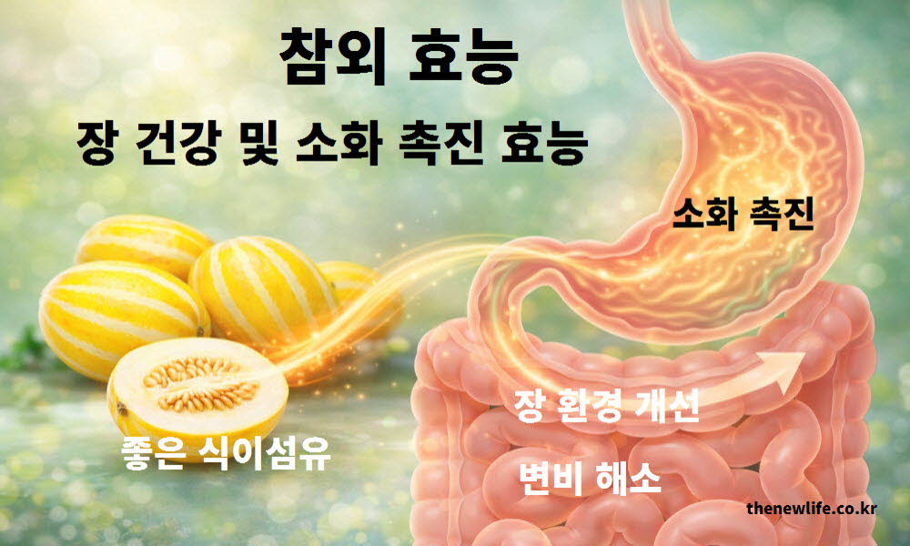 참외 효능 중 장 건강과 소화 촉진을 설명하는 이미지