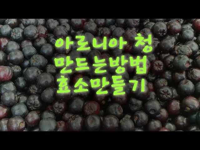 아로니아 효소만드는법과 효능효과 부작용 꽃 엑기스 활용법_5