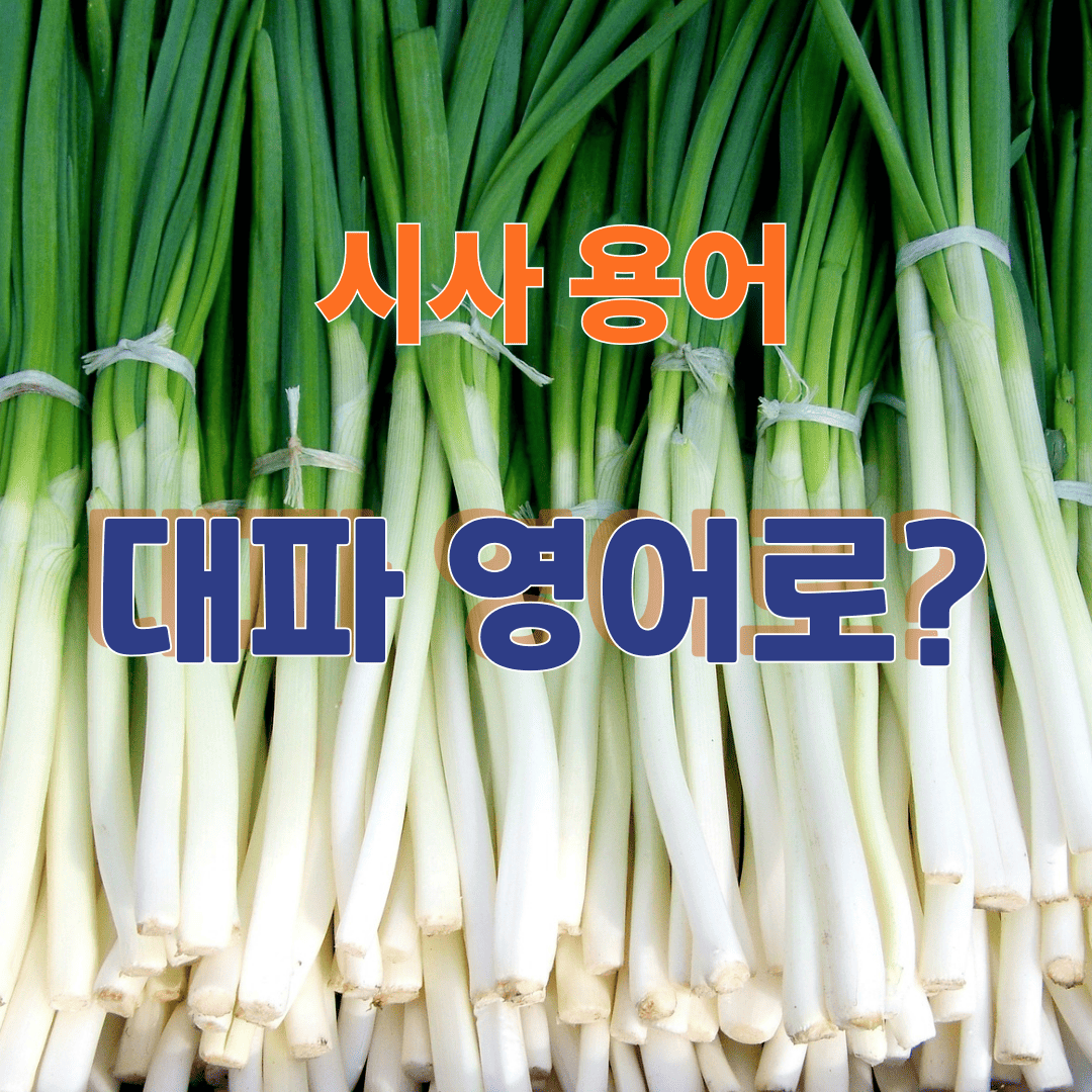 대파 이미지