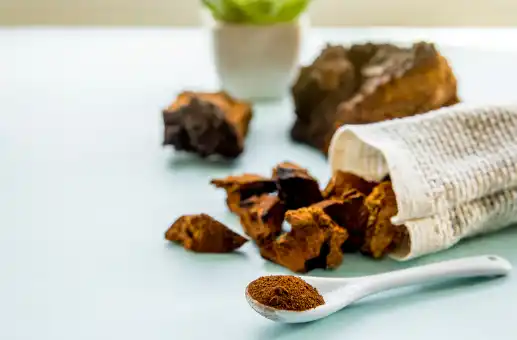 차가버섯 효능효과 영양성분 주의점