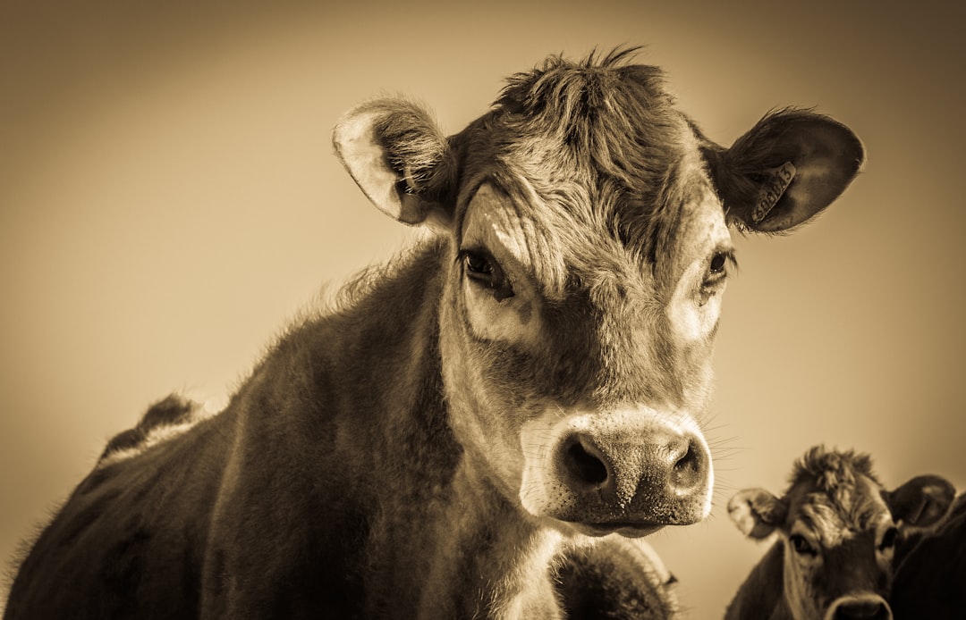 Dairy