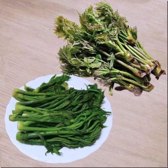 봄나물의 귀족 엄나무순 효능, 먹는 법과 주의점