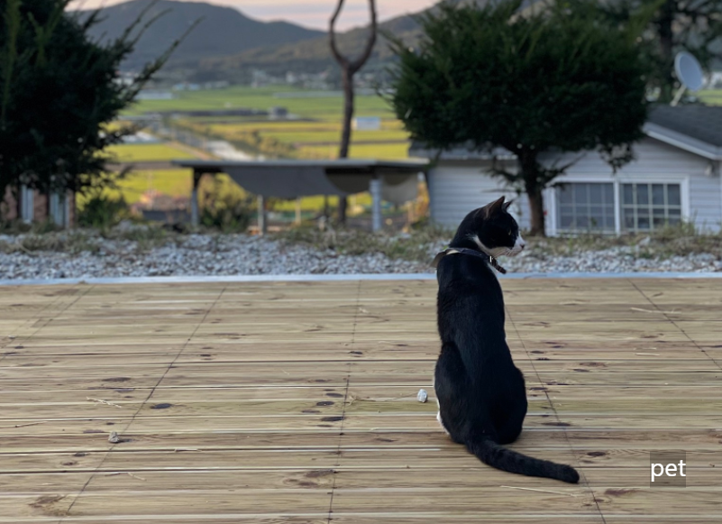 경기-인천-스톤캠핑장-예약-방법-애견-동반-가격-주소-시간-후기