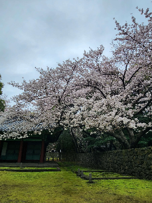 봄 여행지 제주도