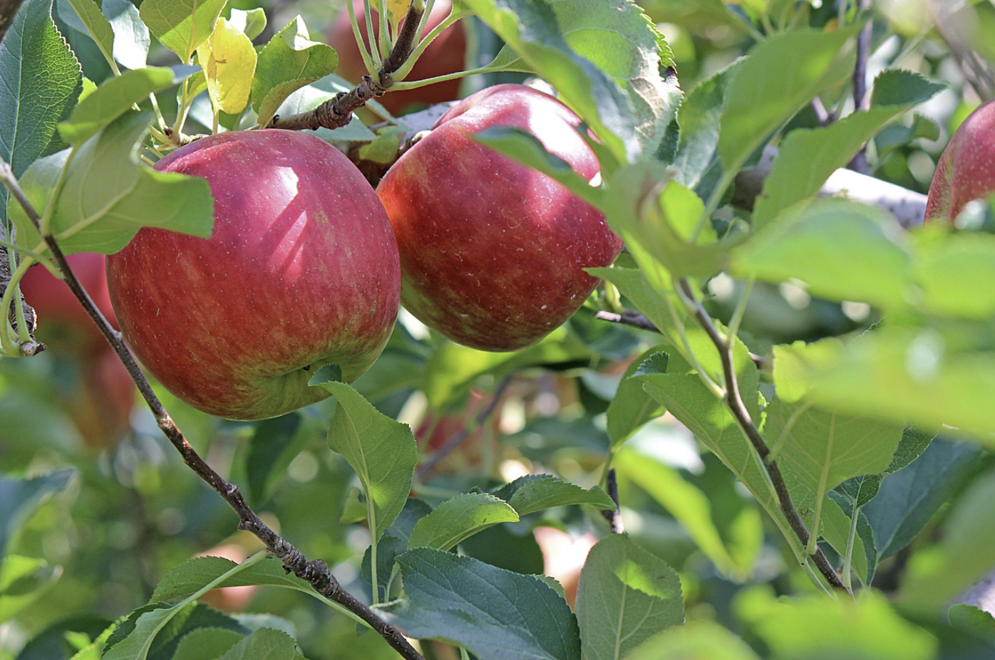 2024 문경 사과축제