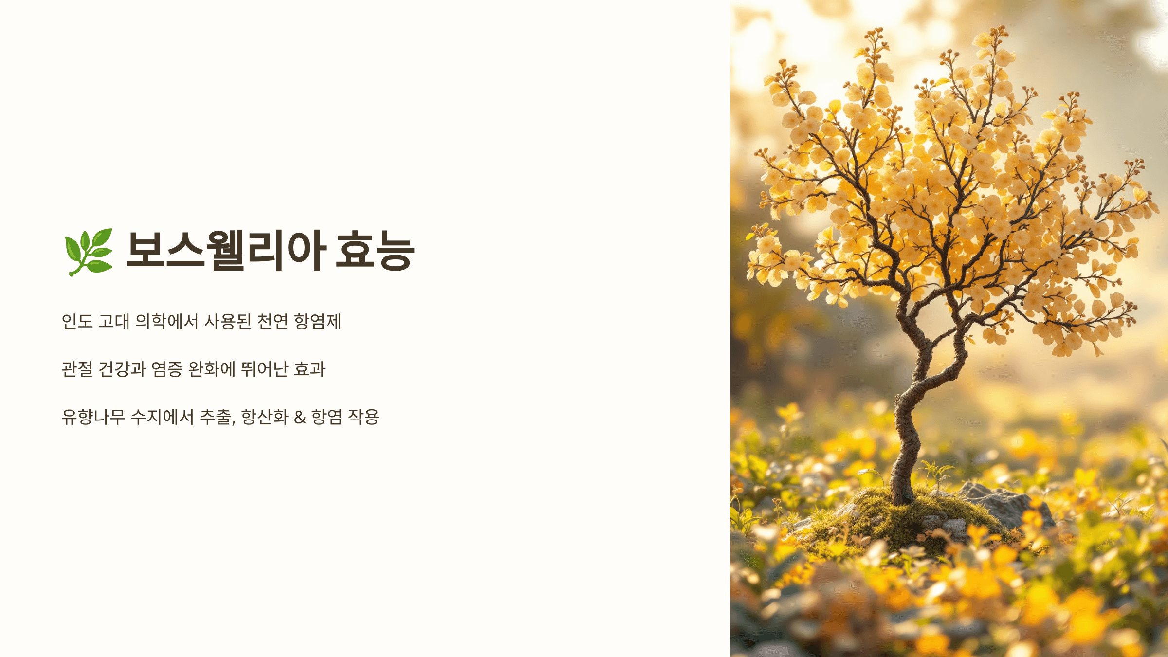 보스웰리아와 관련된 사진입니다.