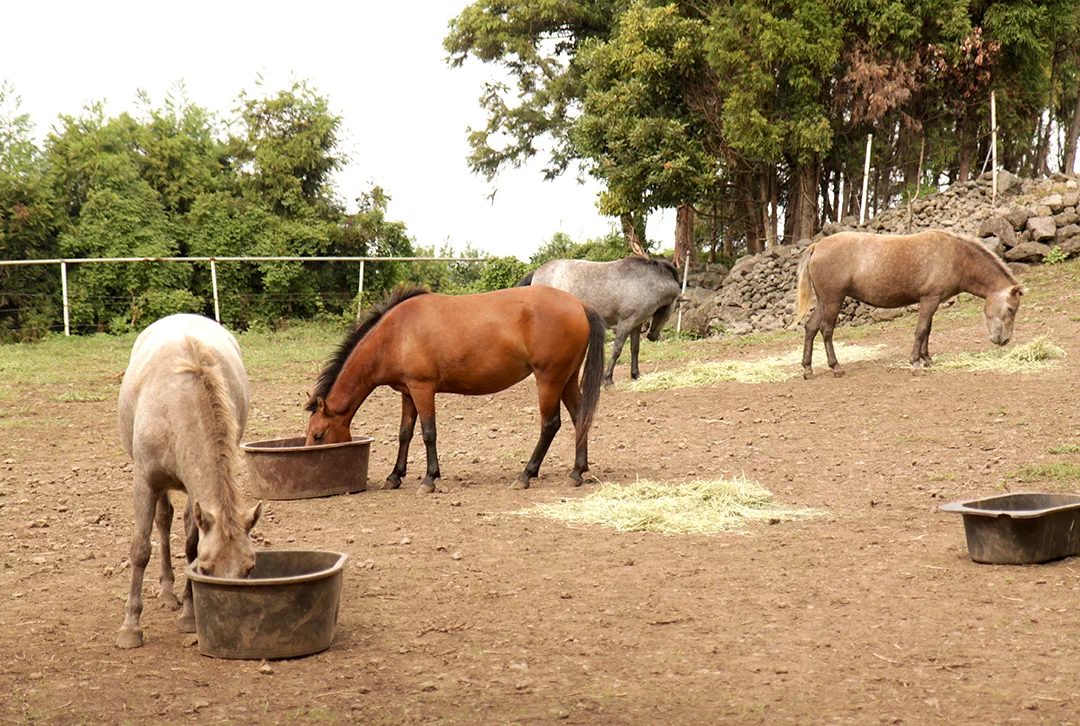 제주 올레길 16코스 고내 - 광령 올레 완주 후기와 상세 코스 안내