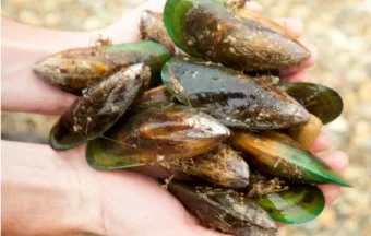 초록입홍합 섭취량 칼로리_13