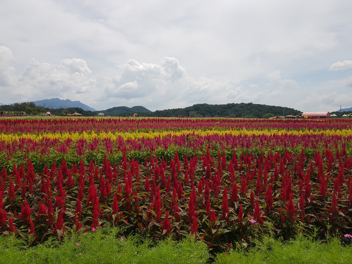 2026 벚꽃 개화시기 언제? 전국 명소 완벽 정리