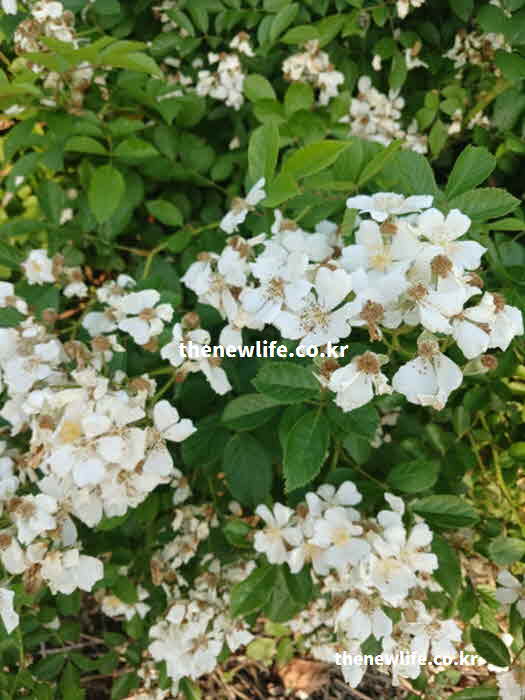 찔레꽃 효능 방법 화전