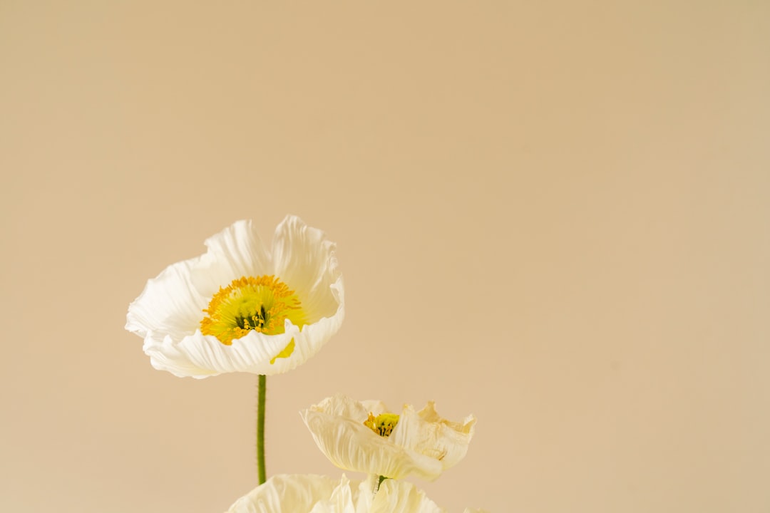 'Cream'
