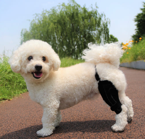 생방송투데이 반려동물 재활 보조기구 슬개골 척추 경추 발목 휠체어 고관절 성공인 동물재활공학사 펫츠오앤피 정보