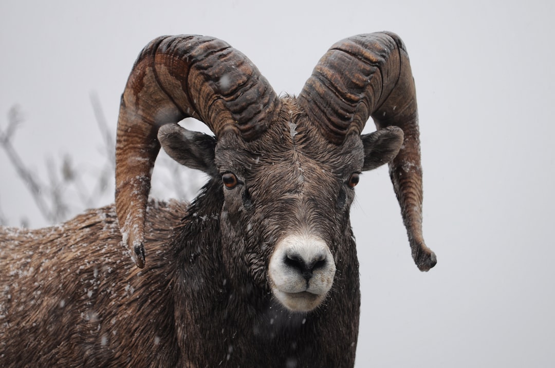 RAM
