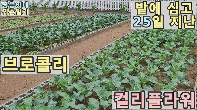 컬리플라워 재배 정식 후 관수 방풍 대책 영양 관리_3