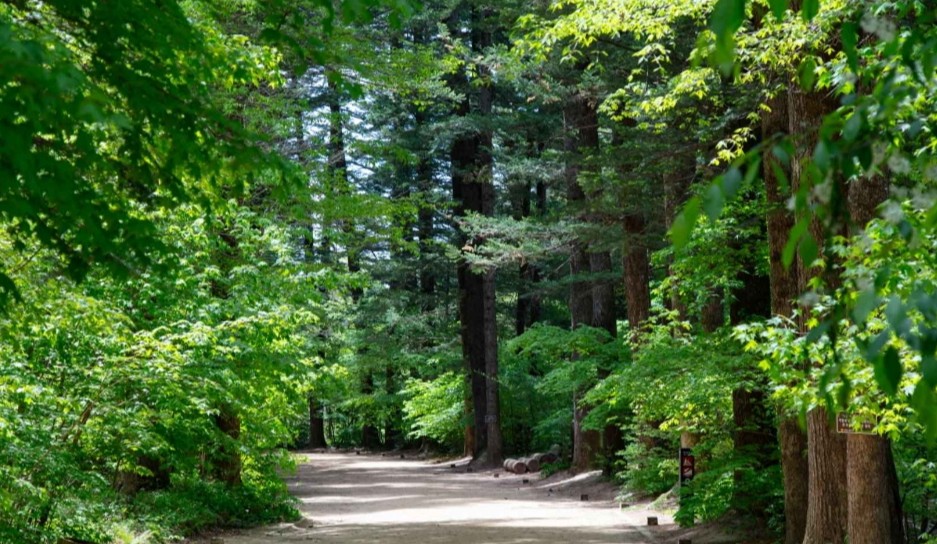 오대산 월정사 전나무숲길