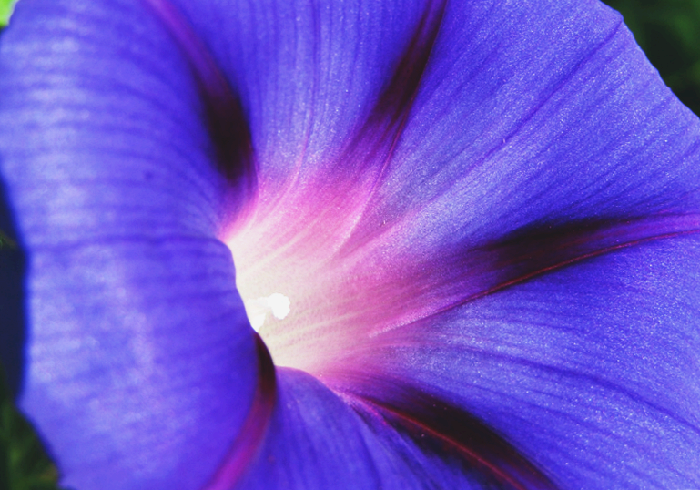 나팔꽃 증후군, 신생아 시기부터 존재하는 희귀한 선천성 시신경 이상 기형