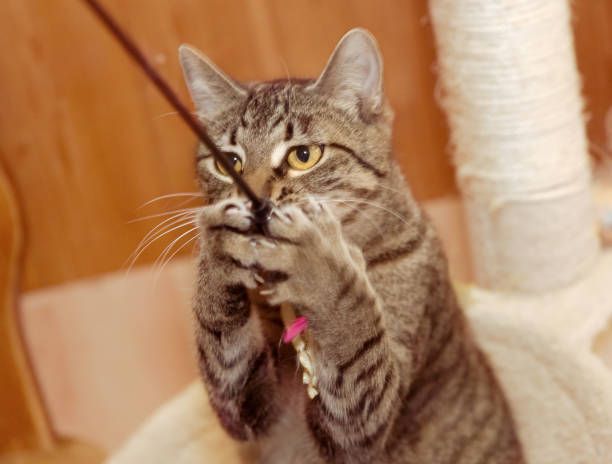 스크래처 사용법과 추천 제품