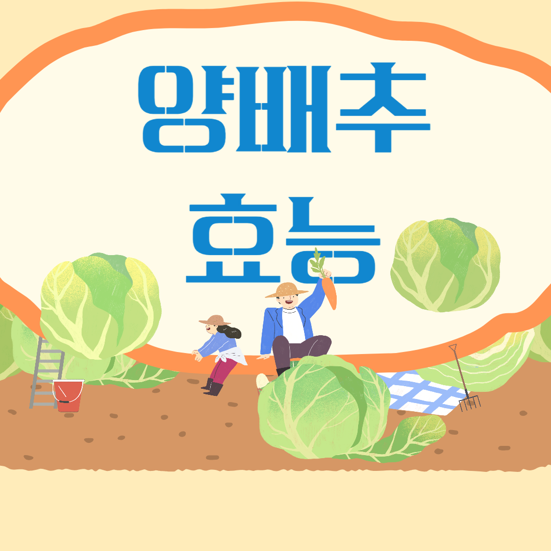 양배추 효능