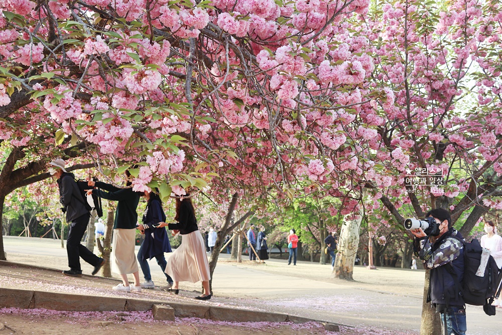 경주 불국사 겹벚꽃 위치, 명소 왕벚꽃 개화시기 (지금 만개), 주차정보