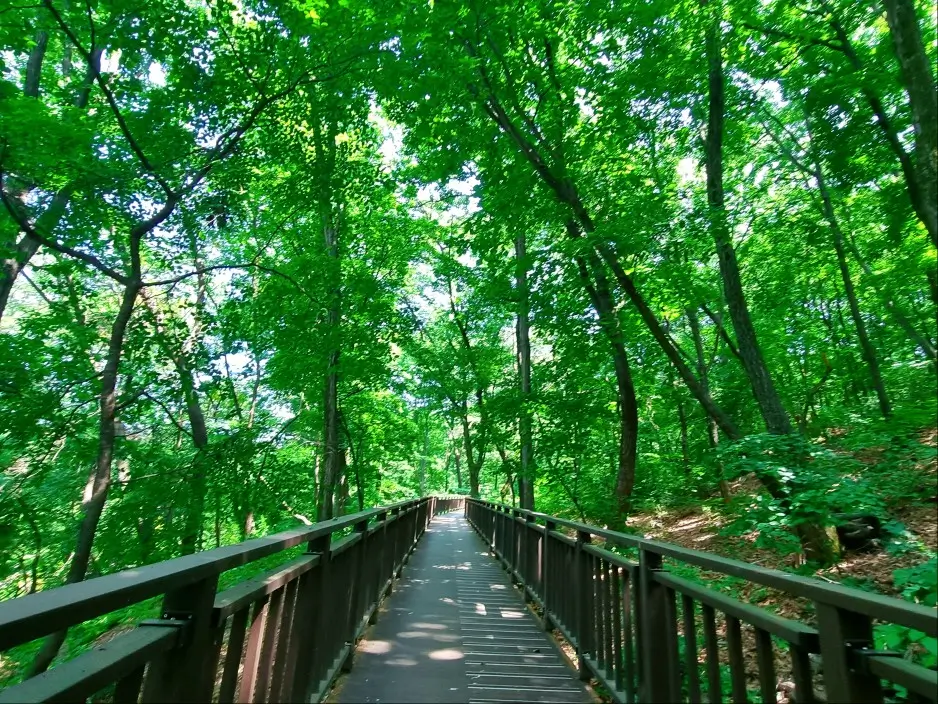 부천자연생태공원 2. 무릉도원 수목원: 데이지는 아쉽지만 아이들과 꼭 가봐야할 곳