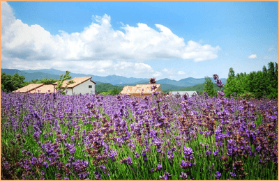 고성 라벤더 축제