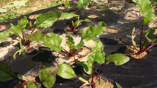 비트-재배법-생육모습