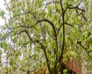 개심사 청벚꽃 개화시기 겹벚꽃 명소_2