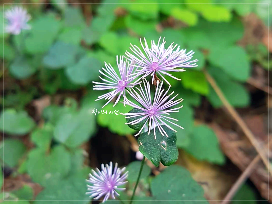 은꿩의다리 꽃말 야생화 들꽃