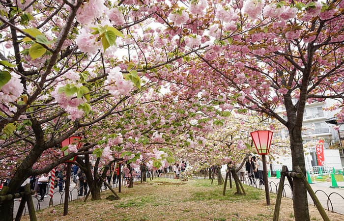 2025 일본 벚꽃 개화 시기 벚꽃 명소 추천