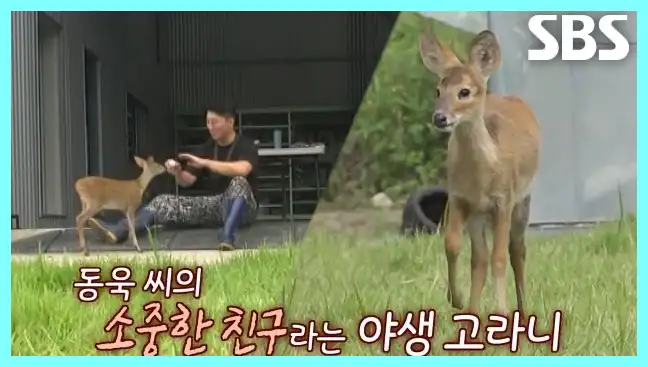 동물농장 재방송 시간 다시보기