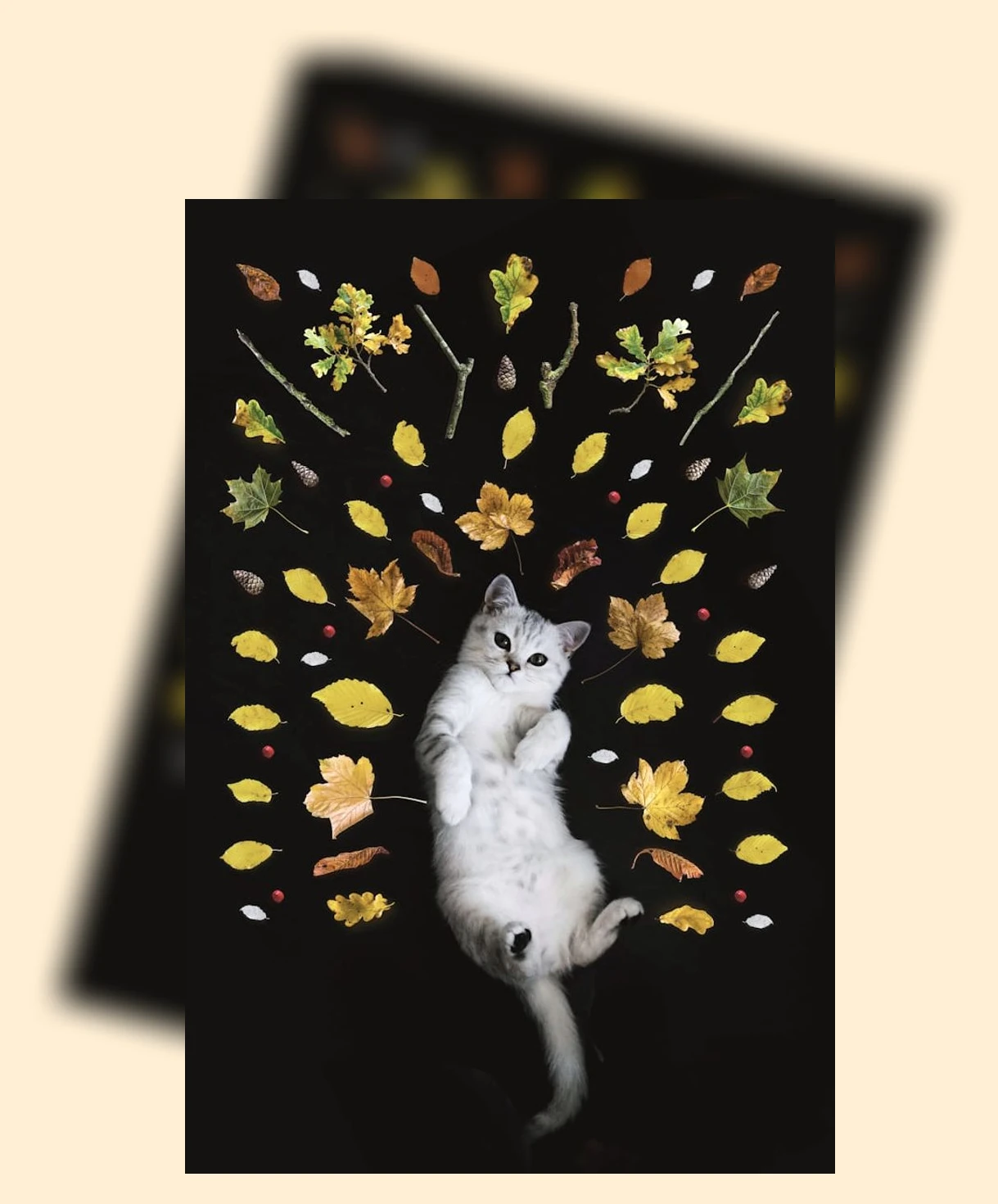 고양이 언어 이해_2_subsection