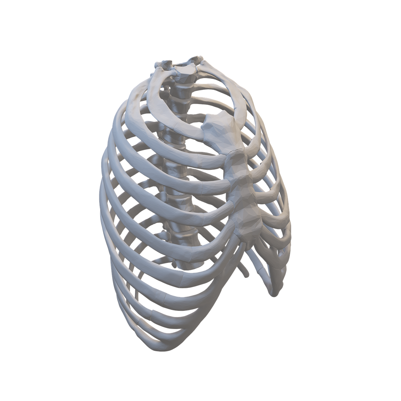 인체의 기둥, 뼈의 구조와 신비로운 역할