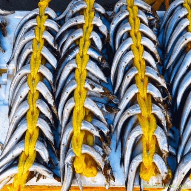 겨울철 보약 양미리