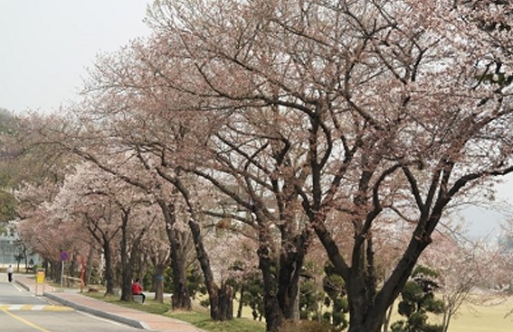 수원 벚꽃 황구지천