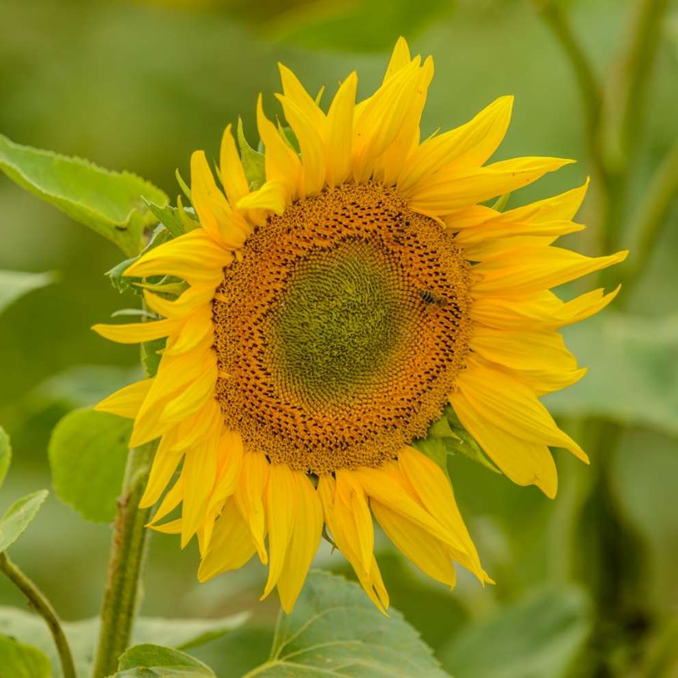 파주 해바라기 축제
